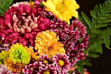 Güzel kasımpatılar, çiçekler kapanıyor