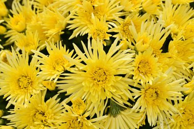 Güzel kasımpatılar, çiçekler kapanıyor