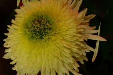 Güzel kasımpatı, yakın plan çiçek.