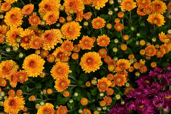 Güzel kasımpatılar, çiçekler kapanıyor