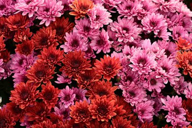 Güzel kasımpatılar, çiçekler kapanıyor