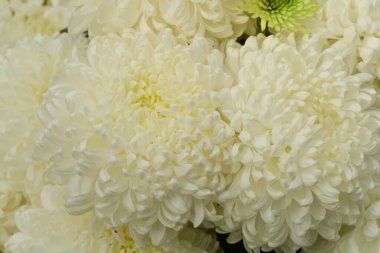 Güzel kasımpatılar, çiçekler kapanıyor