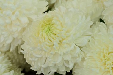 Güzel kasımpatılar, çiçekler kapanıyor