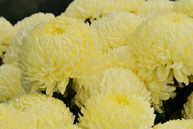 Güzel kasımpatılar, çiçekler kapanıyor