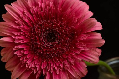 Siyah arka planda güzel Gerbera çiçeği