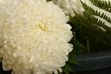 Güzel kasımpatı, yakın plan çiçek.