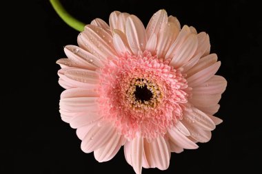 Siyah arka planda güzel Gerbera çiçeği