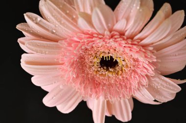 Siyah arka planda güzel Gerbera çiçeği