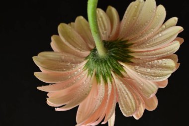 Siyah arka planda güzel Gerbera çiçeği