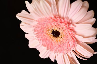 Siyah arka planda güzel Gerbera çiçeği