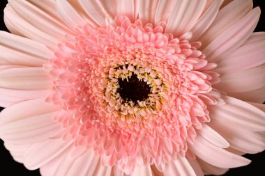 Siyah arka planda güzel Gerbera çiçeği