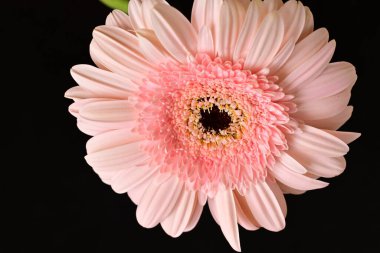 Siyah arka planda güzel Gerbera çiçeği