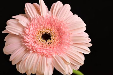 Siyah arka planda güzel Gerbera çiçeği