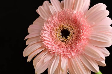 Siyah arka planda güzel Gerbera çiçeği