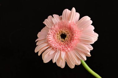 Siyah arka planda güzel Gerbera çiçeği