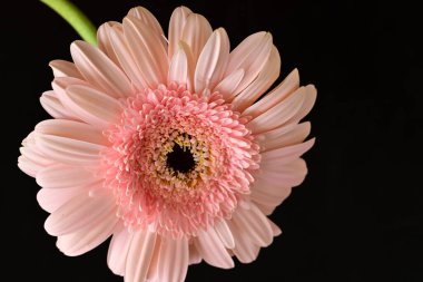 Siyah arka planda güzel Gerbera çiçeği
