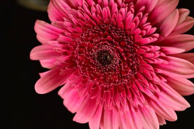 Siyah arka planda güzel Gerbera çiçeği