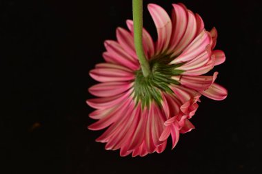 Siyah arka planda güzel Gerbera çiçeği