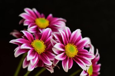 Güzel kasımpatılar, çiçekler kapanıyor