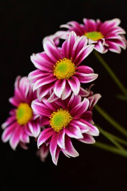 Güzel kasımpatılar, çiçekler kapanıyor