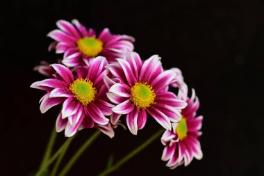 Güzel kasımpatılar, çiçekler kapanıyor