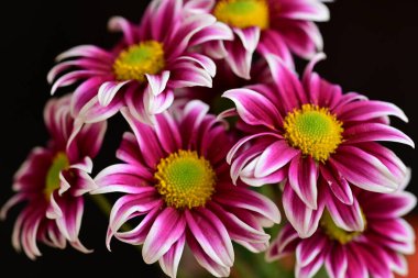 Güzel kasımpatılar, çiçekler kapanıyor