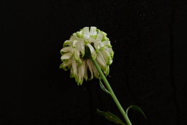 Siyah arka planda güzel bir çiçek