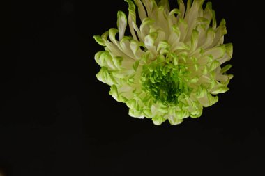 Siyah arka planda güzel bir çiçek