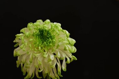 Siyah arka planda güzel bir çiçek