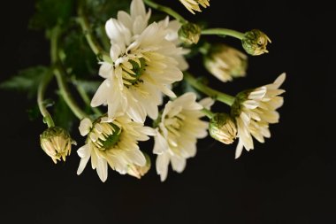 Güzel kasımpatılar, çiçekler kapanıyor