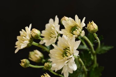 Güzel kasımpatılar, çiçekler kapanıyor