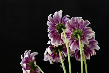 Güzel kasımpatılar, çiçekler kapanıyor