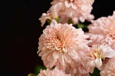 Güzel kasımpatılar, çiçekler kapanıyor