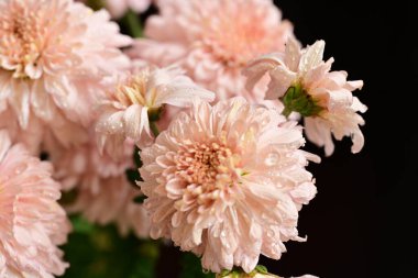 Güzel kasımpatılar, çiçekler kapanıyor