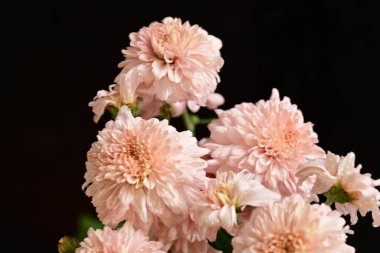 Güzel kasımpatılar, çiçekler kapanıyor