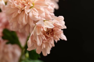 Güzel kasımpatılar, çiçekler kapanıyor