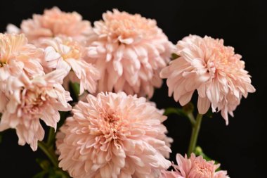 Güzel kasımpatılar, çiçekler kapanıyor