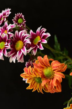 Güzel kasımpatılar, çiçekler kapanıyor