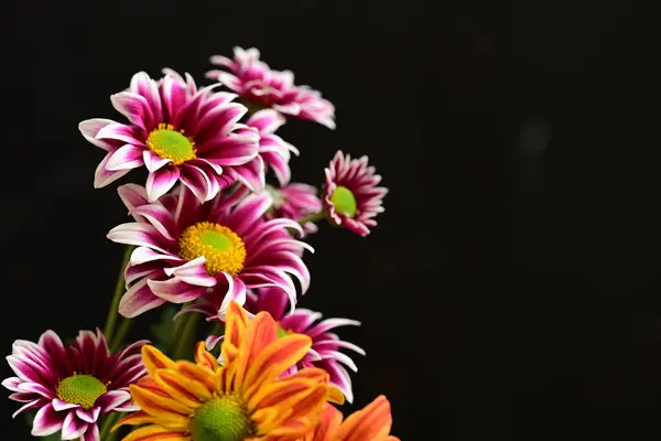 Hermosos Crisantemos Flores Cerca Imagen De Stock