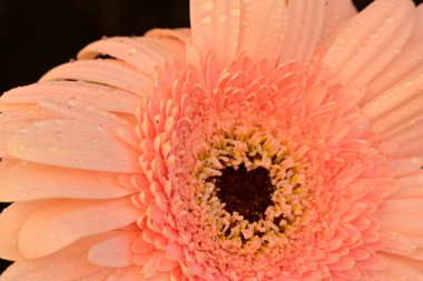 güzel gerbera çiçek yakın çekim 