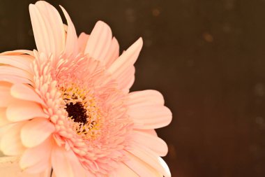 güzel gerbera çiçek yakın çekim 