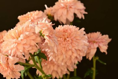 Güzel kasımpatı çiçeklerine yakın dur. 