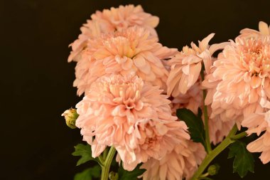 Güzel kasımpatı çiçeklerine yakın dur. 