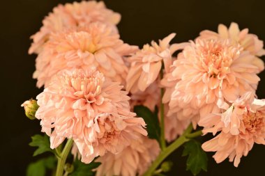 Güzel kasımpatı çiçeklerine yakın dur. 