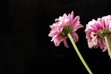 Güzel kasımpatı çiçeklerine yakın dur. 