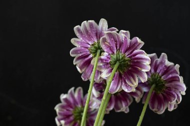 Güzel kasımpatı çiçeklerine yakın dur. 