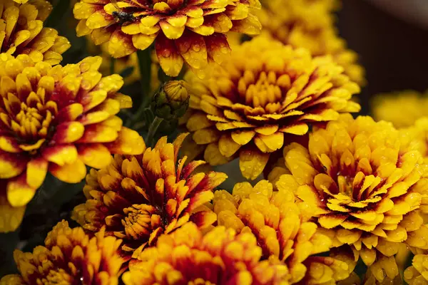 Güzel kasımpatı çiçeklerine yakın dur. 