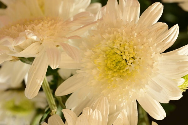close up of beautiful chrysanthemums flowers 