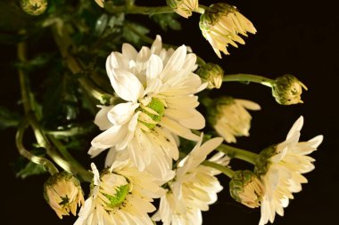 Güzel kasımpatı çiçeklerine yakın dur. 