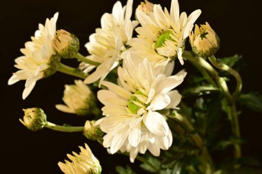 Güzel kasımpatı çiçeklerine yakın dur. 